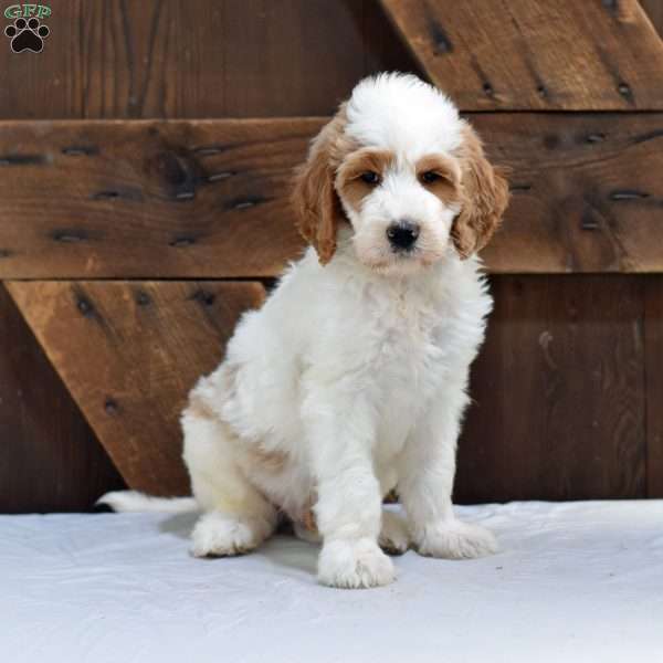 Adam, Goldendoodle Puppy